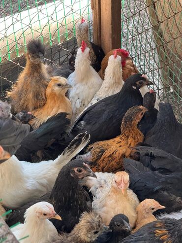 продажа индюшат: 🐣Продаю декоративные карликовые породы кур и петухов! Отличные