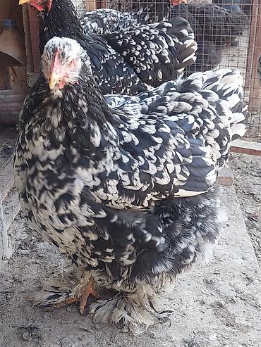 Товары и оборудование для с/х животных: Брудеры для цыплят. КЛЕТКА для цыплят. Цена 4800 сом. Размеры. длина — 18