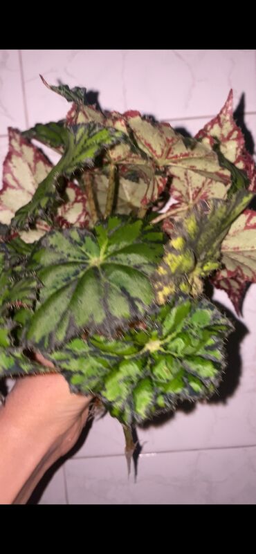 Otaq bitkiləri: Beqonya yarpaqlari koklu biri 1 azn. Minimum 5 ede satilir. Catdirilma — 4