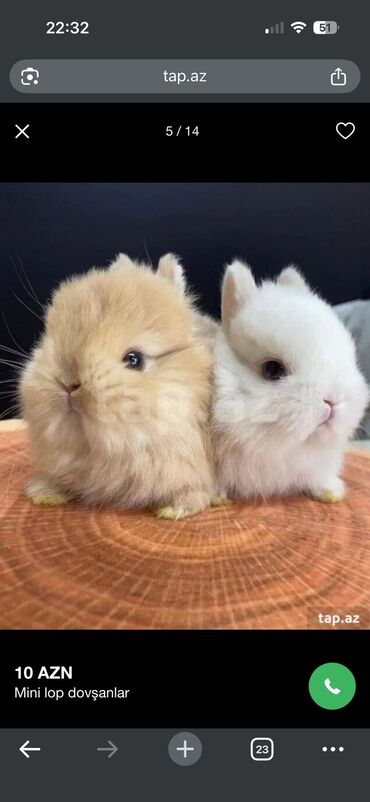 kirpi heyvan: Holland lop cinsi 20 AZN Şotland lop cinsi 25 azn ( tüklü olan) Yem