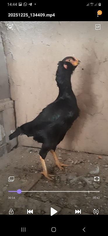 Куры, петухи: Продаю | Петух | Бойцовая | Для разведения — 1