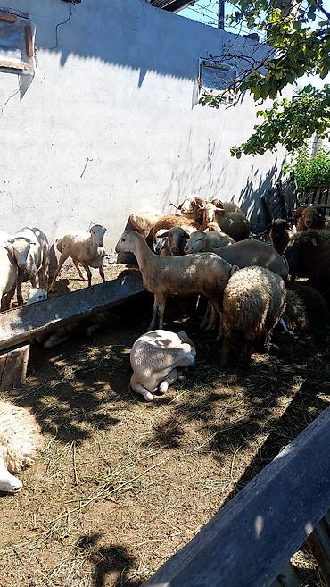 qaz satilir: Məhsul: Qoyun sürüsü (erkək və dişi heyvanlar) Beyleqan sortu — 1