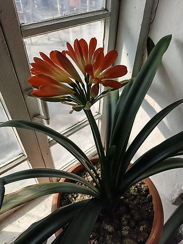Бөлмө өсүмдүктөрү: Кливия миниата (Clivia miniata) в горшке. - Эффектное комнатное — 6