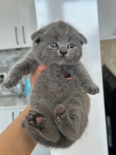 Pişiklər: Britan yastı qulaq, Erkək, Dişi, Yaxşı əllərə, Ünvandan götürmə, Pulsuz çatdırılma, Ödənişli çatdırılma — 29