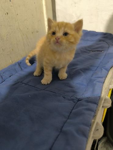 продажа породистых котят: Скотиш Фолд (Шотландская вислоухая), 1 месяц, Мальчик, Метис — 3