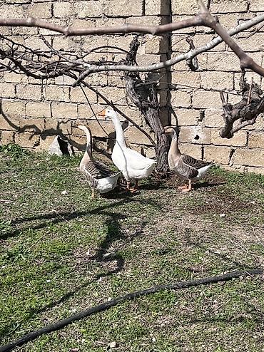 qaz cuceleri: 3 ədəd linda qazı satılır yumurtalıq və ətlik olarağ süper heyvanlardı — 2