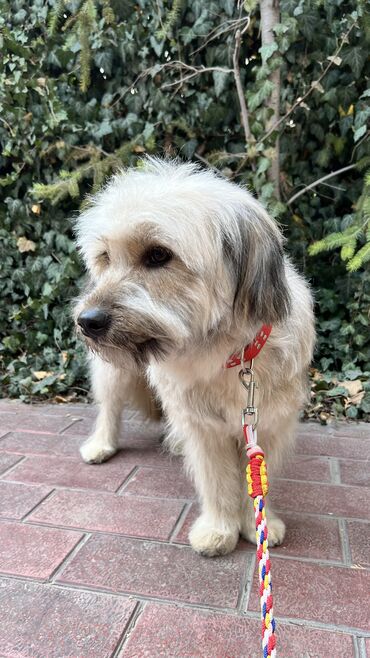 Отдам даром собаку: Собака даром: Дворняжка, 2 года, Самец, С прививкой — 4