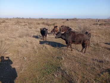 Camış: Məhsul: Su camışı sürüsü boğaz çatmışlar. 9 heyvan 6 ana camis . 3 — 5