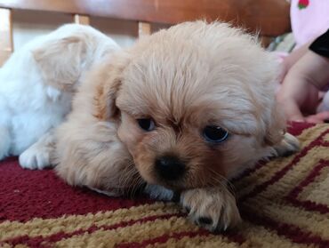 İtlər: Pekines — 9