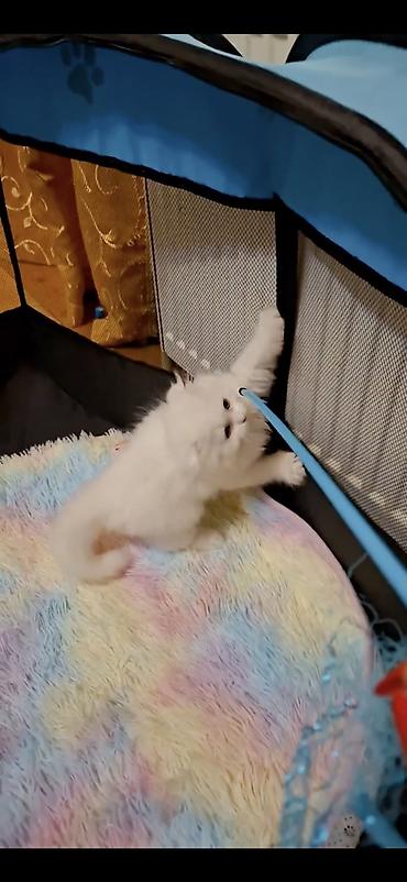 Pişiklər: Şotland, Erkək, Dişi — 9