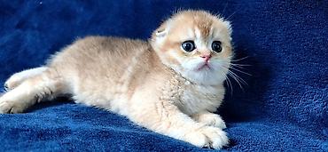 Продажа кошек: Скотиш Фолд (Шотландская вислоухая), 2 месяца, Девочка, Золотая шиншилла — 6