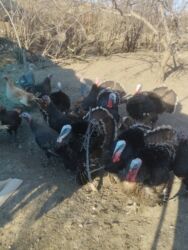 Inəklər, öküzlər: Erkək, Ətlik, Ödənişli çatdırılma