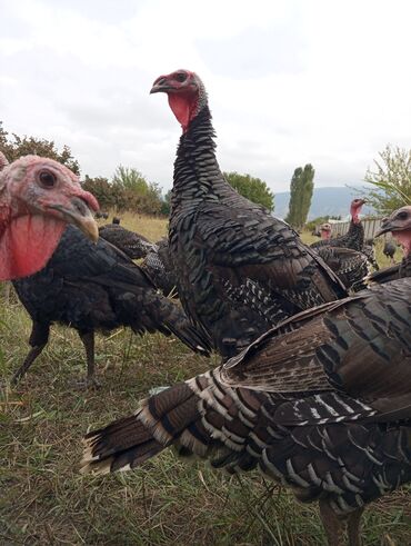 Digər quşlar: Hinduşka Amerikan Bronz 5 ay xoruz 6 kg, fərə 4 kg bir ədədinin — 11