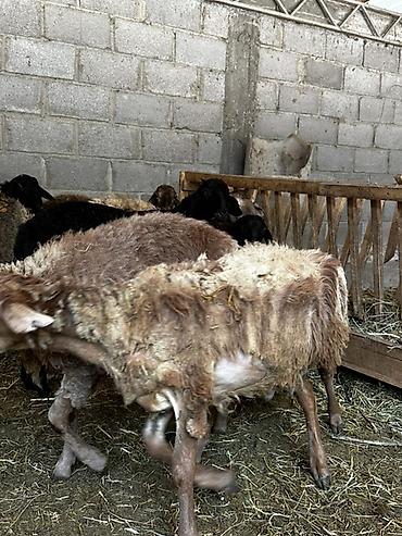 Животные: Продаю | Баран (самец) | На забой — 3