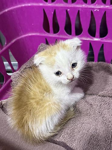 сколько стоит скоттиш фолд: Вислоухий котёнок, девочка. Торг есть Описание: - Окрас: бело-рыжий — 1