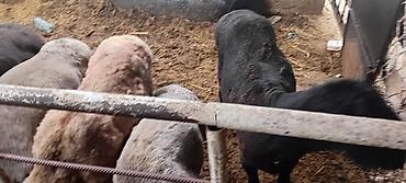 Баран, овца: Продаю | Баран (самец) | Для разведения — 12