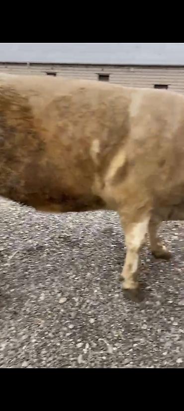 Inəklər, öküzlər: Salam aleykum əziz dosdlar bele bir gözel dogmamiş dügemiz çıxdı -da lalafo.az — 10 Inəklər, öküzlər: Salam aleykum əziz dosdlar bele bir gözel dogmamiş dügemiz çıxdı — 10