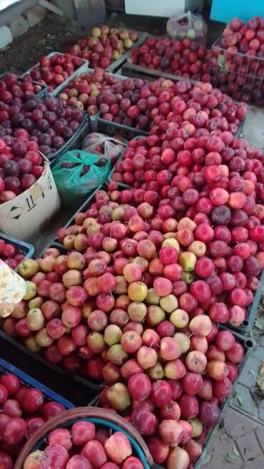 фасоль цена талас 2020: Алмалар Превосход, Дүңүнөн lalafo.kg да фасоль цена талас 2020: Алмалар Превосход, Дүңүнөн