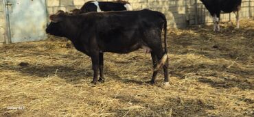 smental inekler: Angus melezi 1 qarin dogub.hal.hazirda suni mayalanib.saglam heyvandi