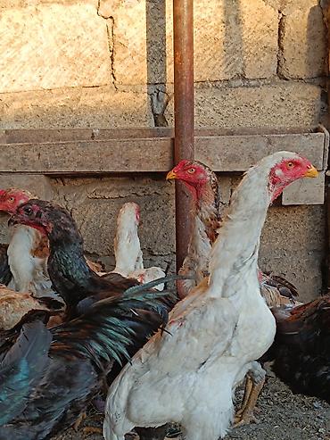 kakadu quşu: O shamo fereler 50-100 azn arasi xoruz 100 150 azn.Sumqayit — 6