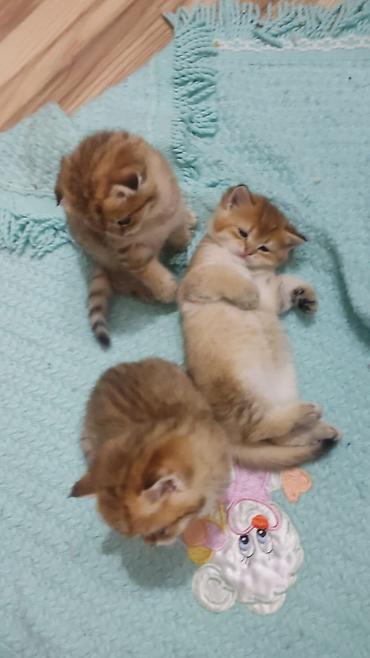 Pişiklər: Qızıl şinşilla, Erkək, Yaxşı əllərə, Ünvandan götürmə — 8