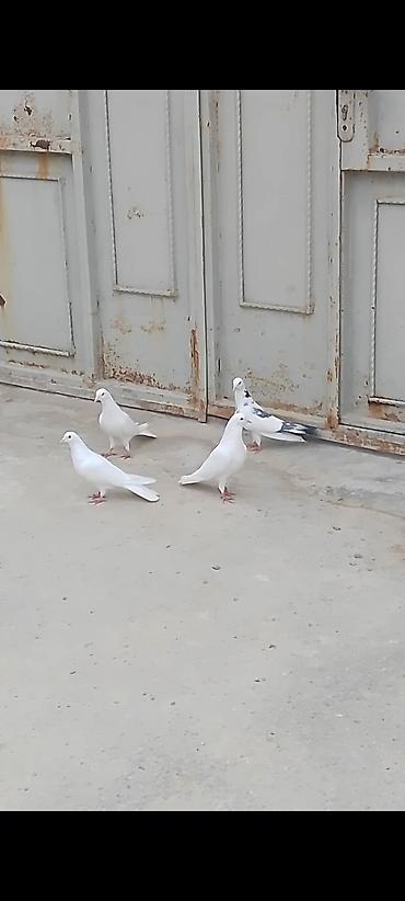 Quşlar: 4 eded quwlar satilir ela saxlamali heyvandilar iki erkey iki maya — 2
