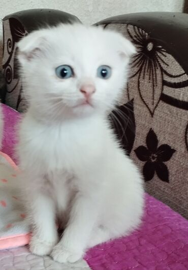 Коты: Вислоухоя британская котятасиняя глаза