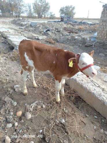 срочно продаю в связи с переездом: Сатам | Музоо | Көбөйтүү үчүн