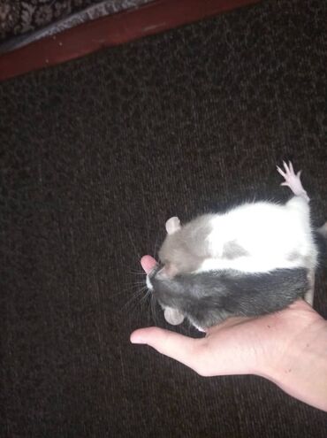 Крысы: Предлагаются к продаже очаровательные маленькие крысята различных — 11