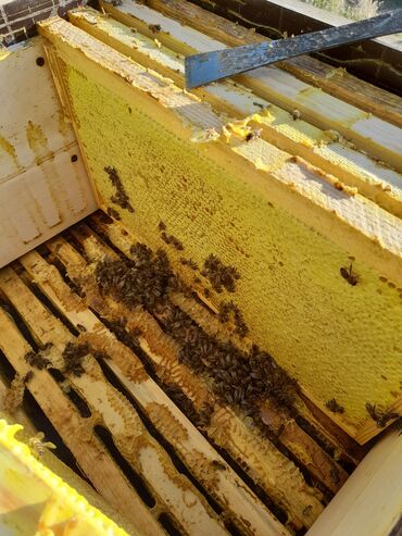 С/х животные и товары: СРОЧНО!!! С 8 марта начинаем продажу пчелосемьи, Бал челек сатылат