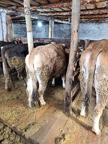 Коровы, быки: Продаю | Корова (самка), Тёлка | Полукровка | На забой | Привязанные — 13