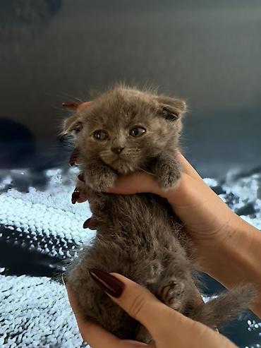 scottish fold: Şotland — 9