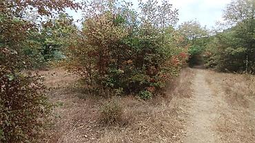 Torpaq sahələrinin satışı: 170 sot, Biznes üçün, Mülkiyyətçi, Kupça (Çıxarış) — 15