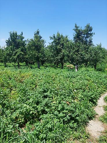 balakən: 64 sot, Kənd təsərrüfatı, Mülkiyyətçi, Kupça (Çıxarış) — 10