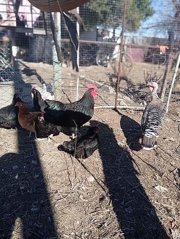 Xoruzlar: Məhsul: Qara rəngli xoruz Təsvir: Avstrolop temiz qan öz heyetimin — 9