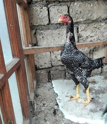Heyratı pleymut fərə satılır. 1yaş 5 aylıqdır, sağlamlığına
