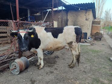 корова породы голштин: Продаю | Корова (самка) | Голштин | Для разведения, Для молока