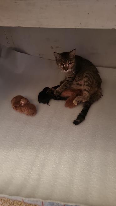 ищу котят: Кошка даром: Беспородная, 1 год, Девочка, Приучена к лотку — 1