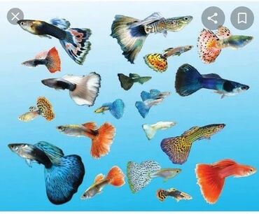 ocean baliq yağı qiymeti: Balığlar 3 manat. Guppy balığları digər balığlara qarşı aqresiv