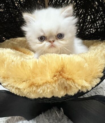 сибирская кошка купить: Fars, Erkək