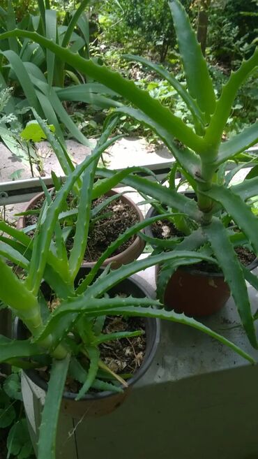 натуральный сок цена бишкек: Алоэ и кактусы👈 🌵алоэ от 200 сом за один👈 🌵рассада кактуса "Красный