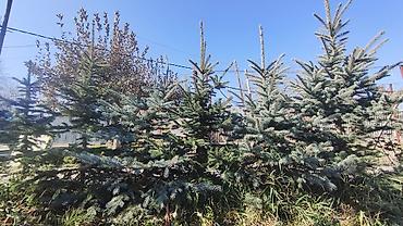 кра: Ели голубые (Picea pungens, «колючая ель») для озеленения. - Плотная — 7
