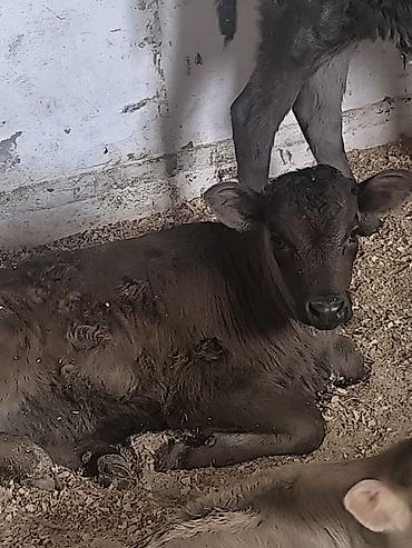 Коровы, быки: Продаю | Музоо, торпок | Для молока | Привязанные — 14