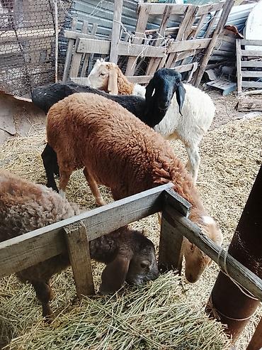 Продам с/х животных: Продаю | Ягненок, Баран (самец) | На забой, Для разведения | Осеменитель — 1
