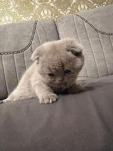 Pişiklər: Şotland yastı qulaq, Erkək, Dişi, Yaxşı əllərə, Ödənişli çatdırılma, Ünvandan götürmə, Rayonlara çatdırılma — 4