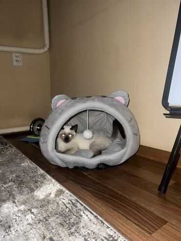 дом кошка: Отдадим кота в хорошие руки!Привит, к лотку приучен Самец 8 месяцев