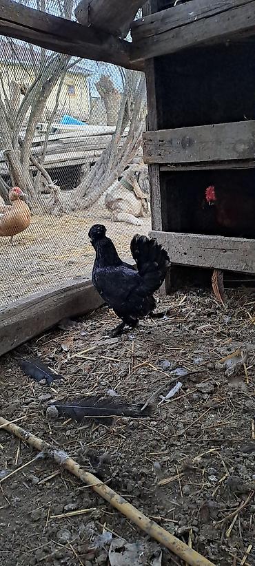 Toyuqlar: Toyuq, Damazlıq — 8