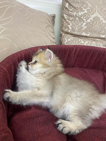 Кошки: Шотландская вислоухая — 3