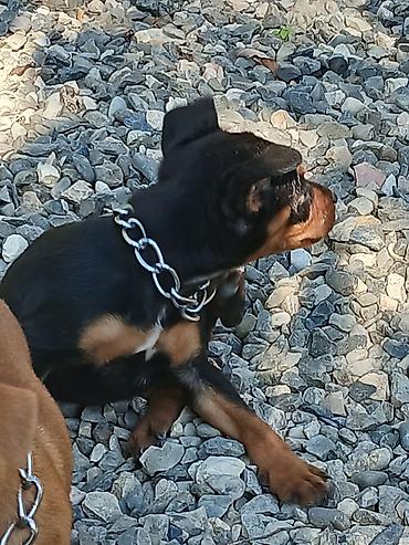 doberman itləri: Zvonok, 1 ay, Ödənişli çatdırılma — 6