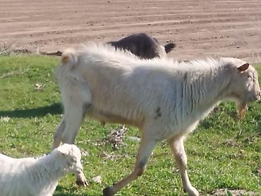 Козы, козлы: Продаю | Козёл (самец) | Для разведения | Племенные — 2